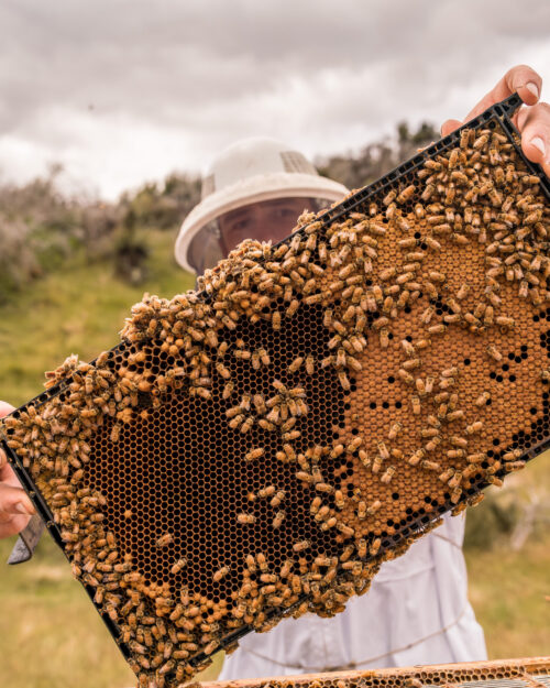 LARNAC HONEY LARNAC HONEY